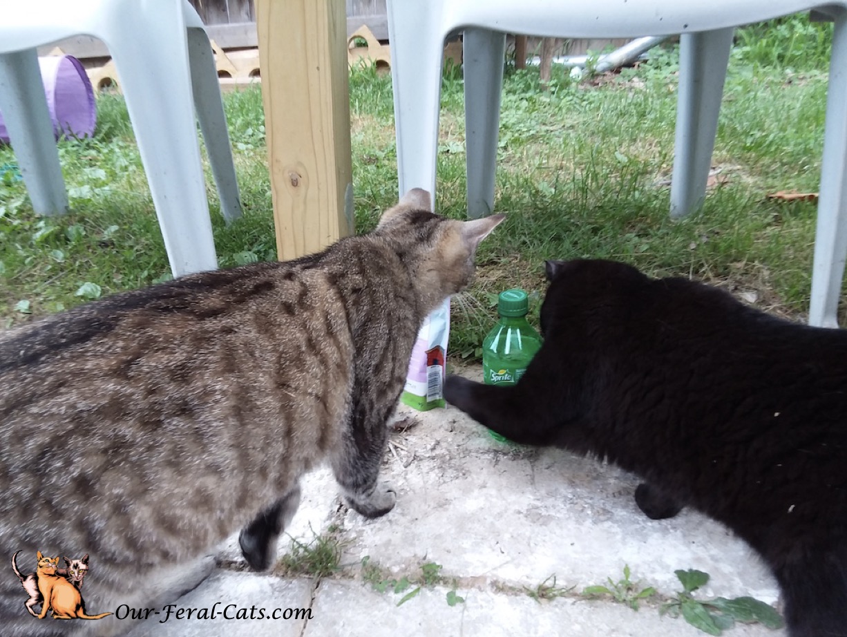  Grumpy and Little Man checking out soda bottle 