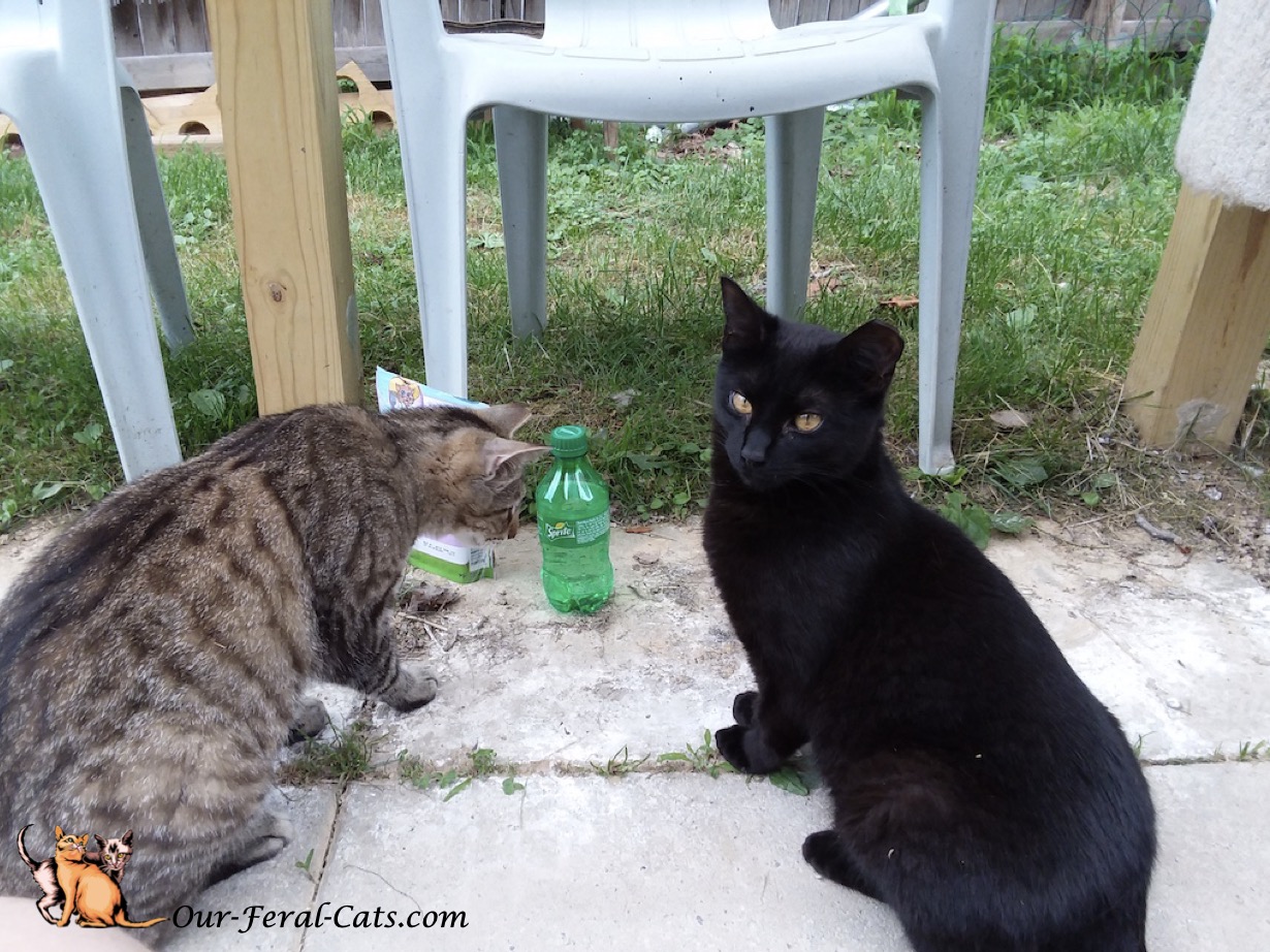  Crumpy now checking out soda bottle 