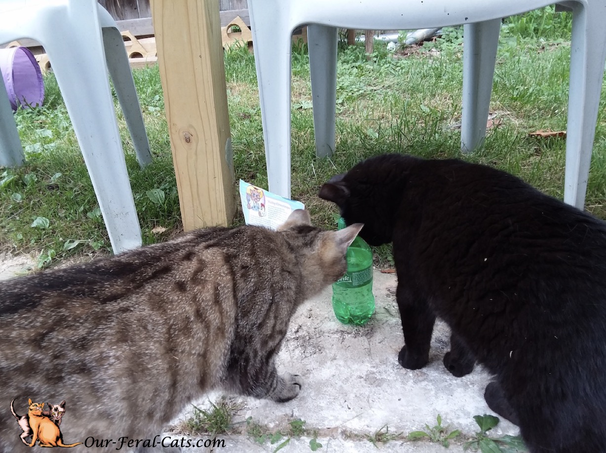  Grumpy and Little Man checking out soda bottle 