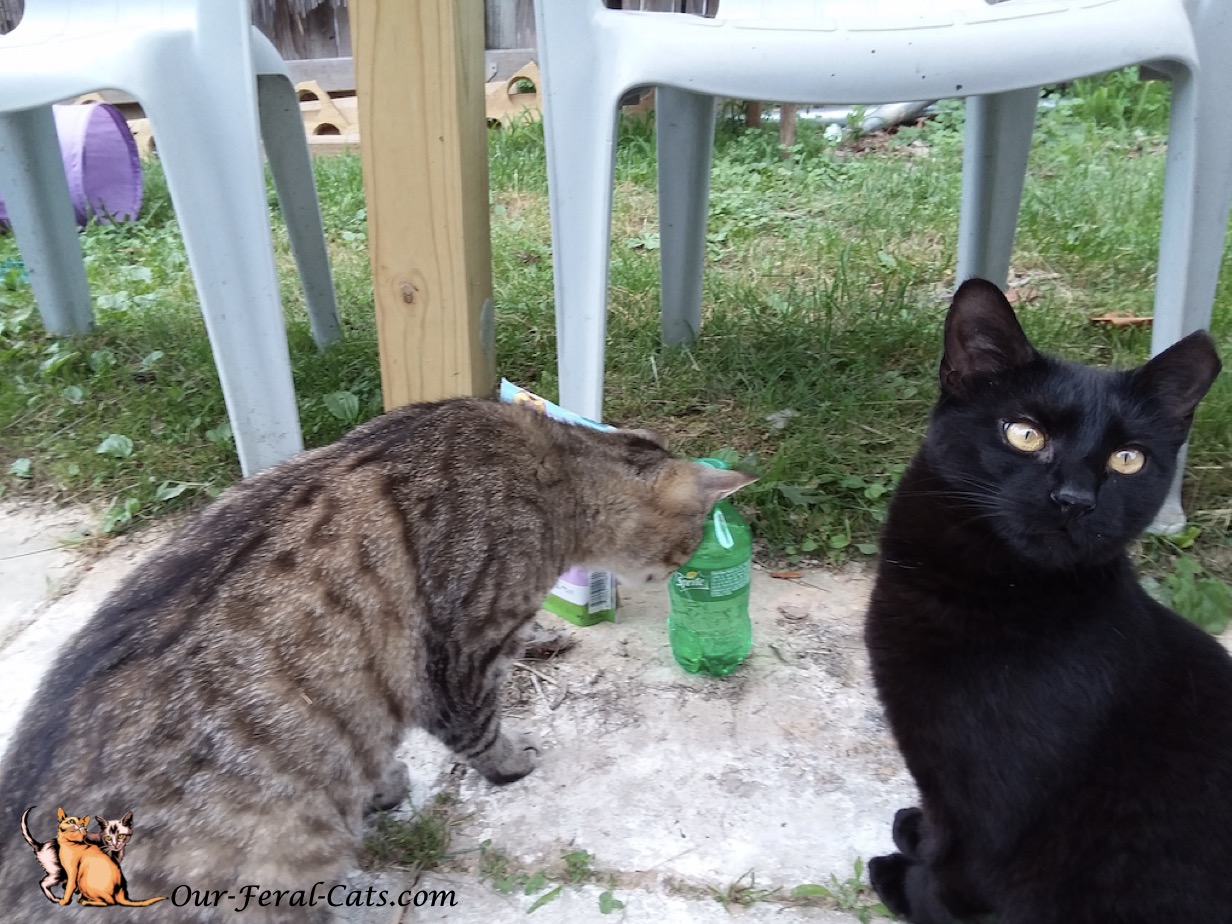  Crumpy now checking out soda bottle 