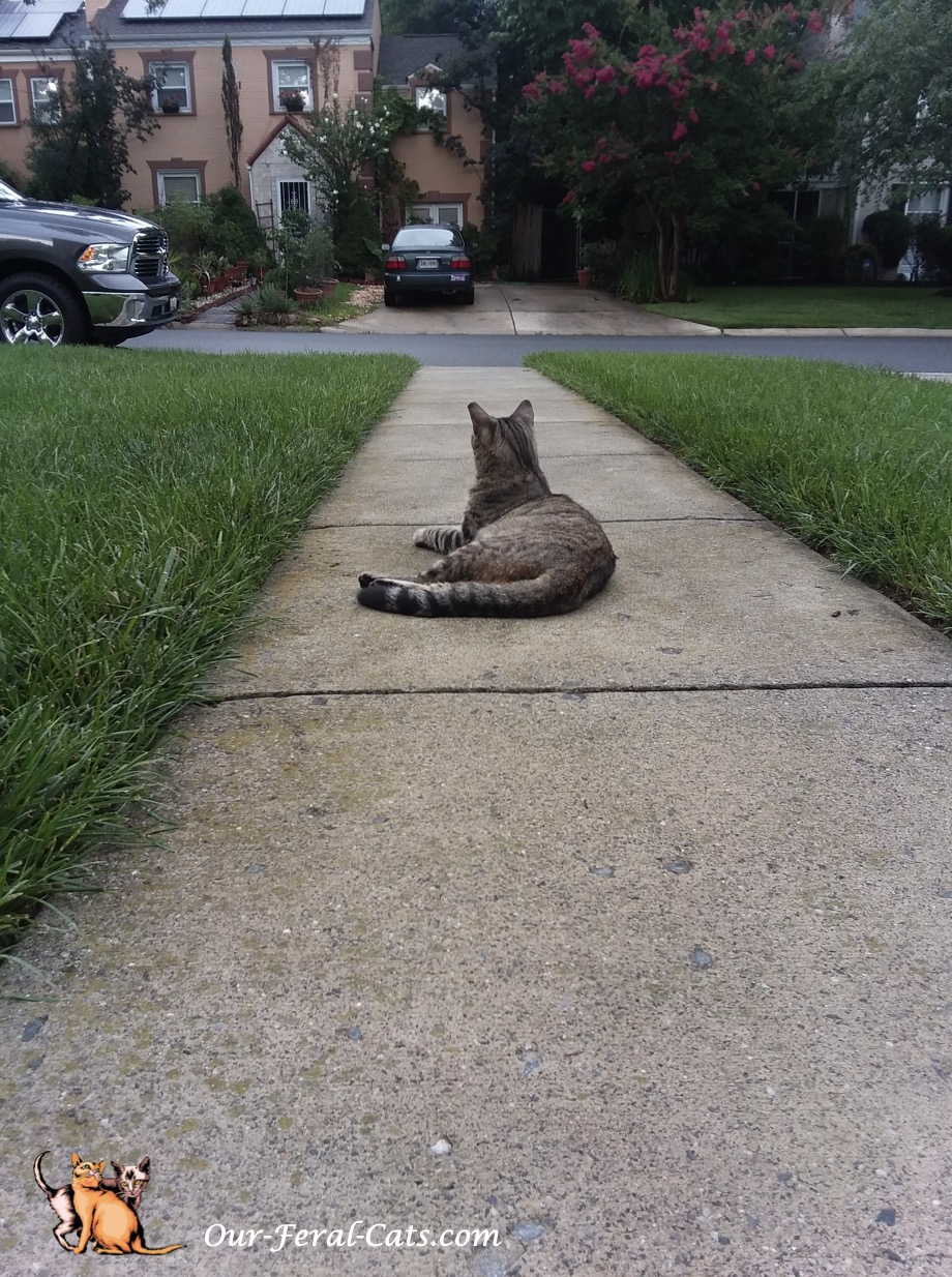  Grumpy hanging out front 