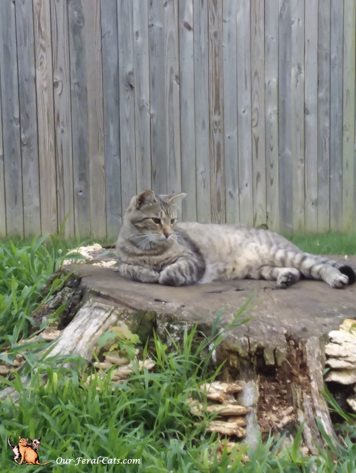  Grumpy hanging out on the tree stump 
