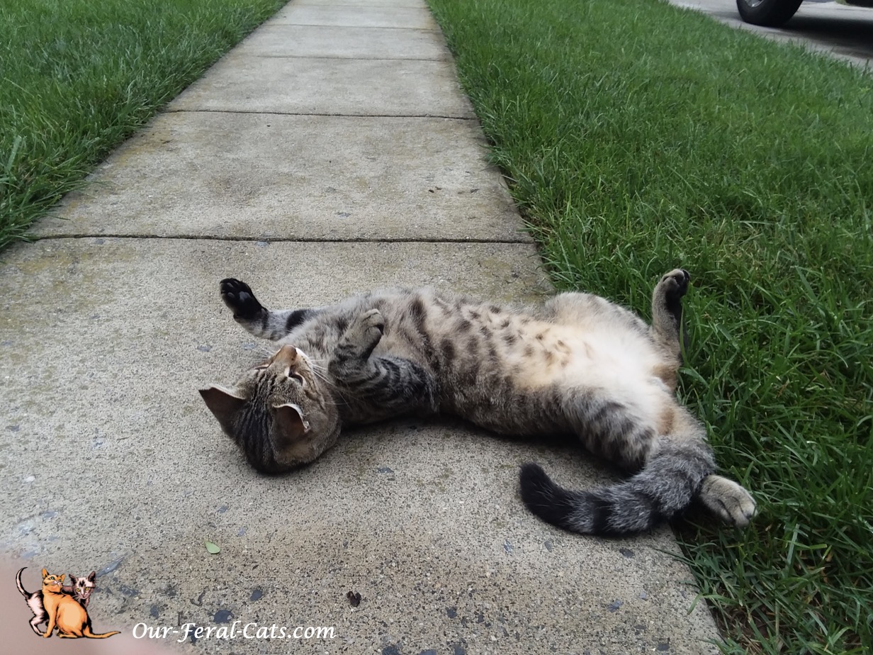  Grumpy hanging out front 