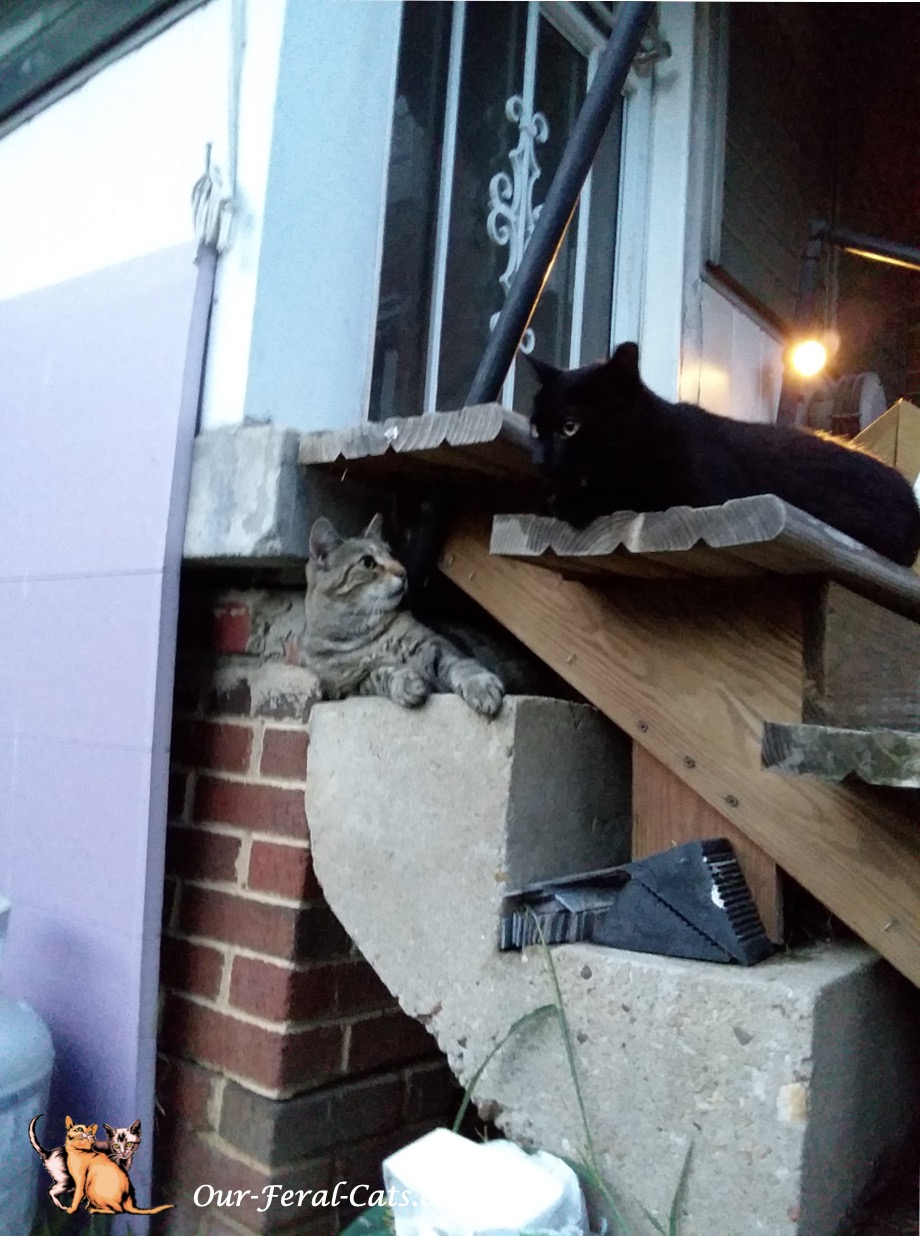  Grumpy and Little Man hanging around on the back steps 