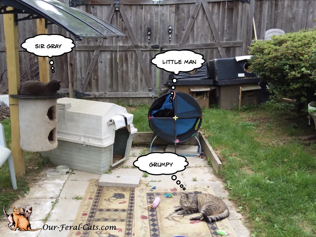  Grumpy, Little Man and Sir Gray 