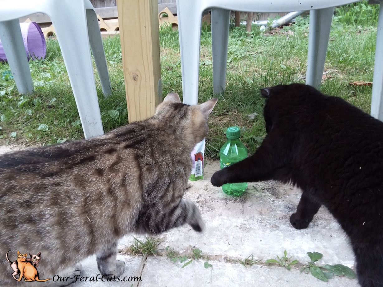 Grumpy and Little Man checking out soda bottle 