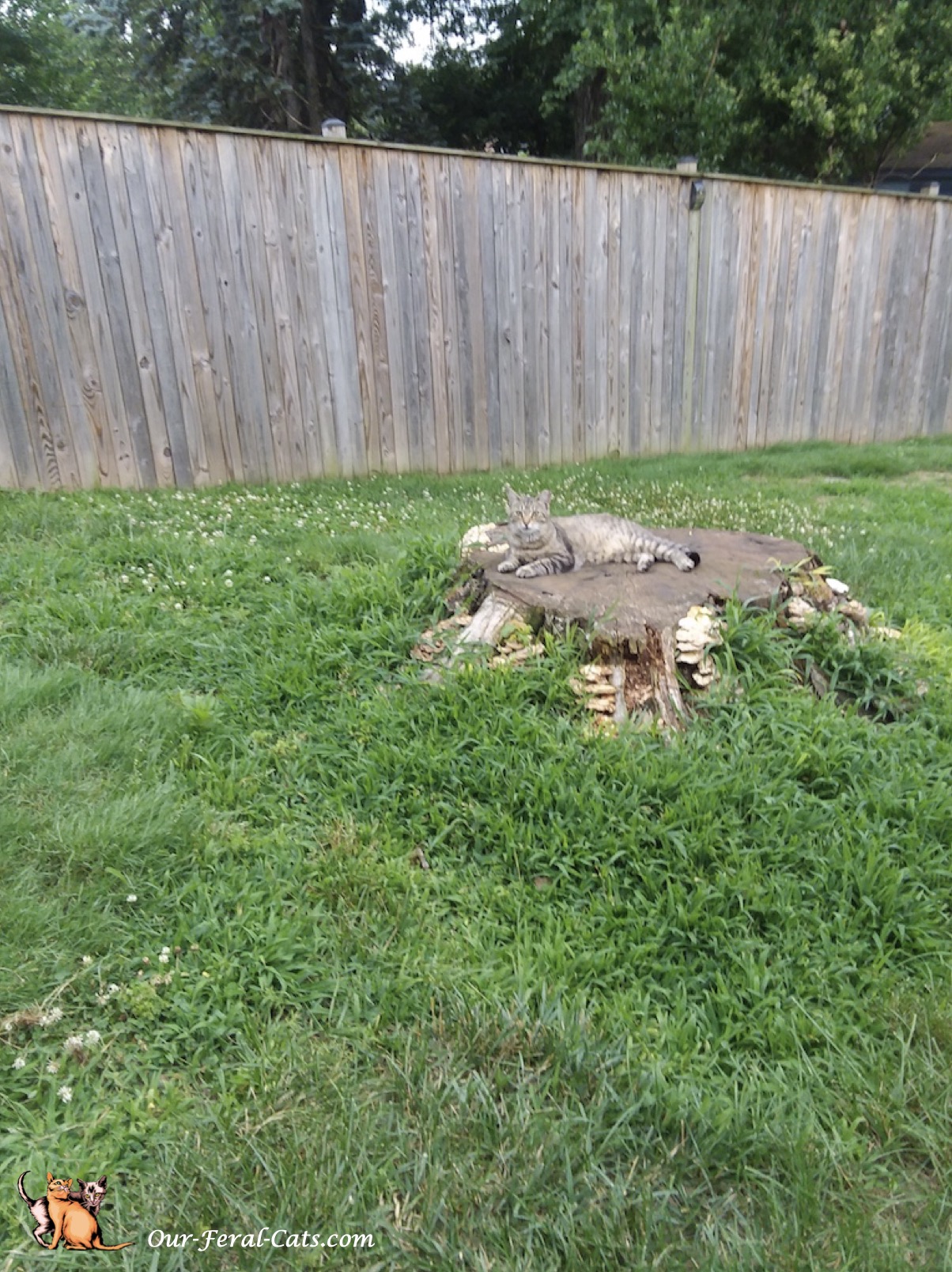  Grumpy hanging out on the tree stump 