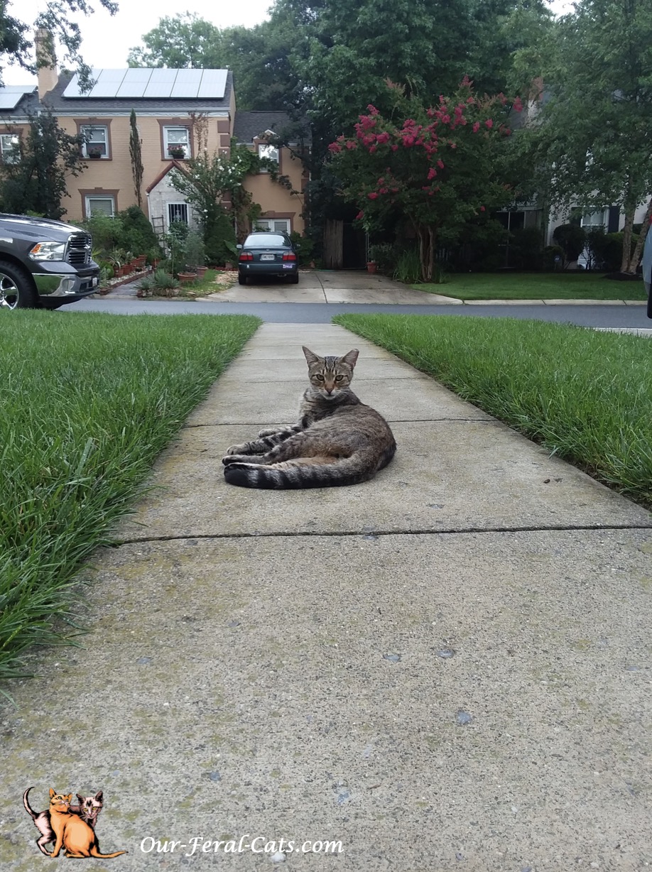  Grumpy hanging out front 