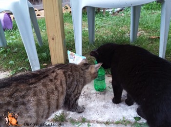  Grumpy and Little Man checking out soda bottle 