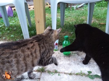  Grumpy and Little Man checking out soda bottle 