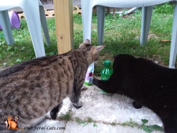  Grumpy and Little Man checking out soda bottle 