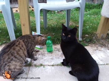  Crumpy now checking out soda bottle 