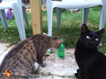  Crumpy now checking out soda bottle 