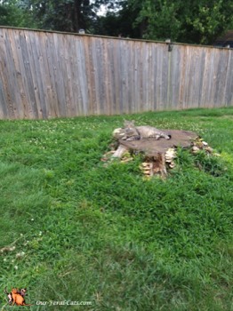  Grumpy hanging out on the tree stump 