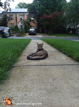  Grumpy hanging out front 