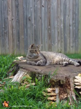  Grumpy hanging out on the tree stump 