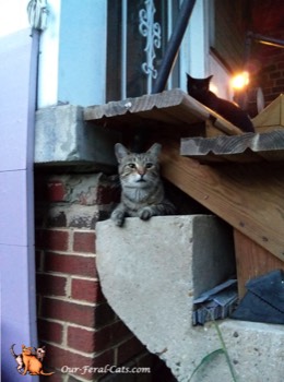  Grumpy and Little Man hanging around on the back steps 