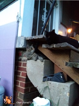  Grumpy and Little Man hanging around on the back steps 